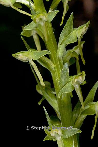 platanthera sparsiflora 1 graphic